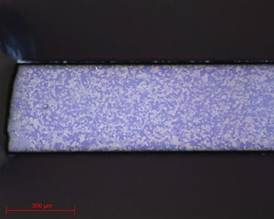 Filtre optique avec polarisation en microscopie